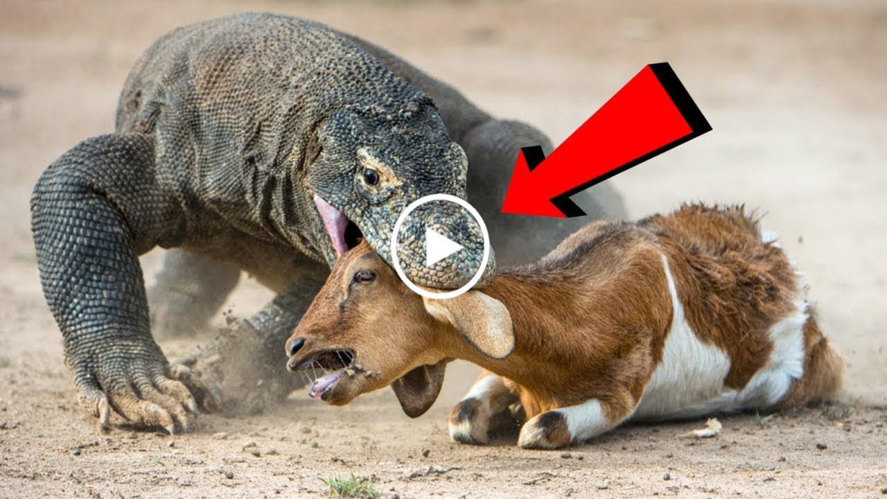 Watch The Terrifying Moment The Komodo Dragon Swallows The Big Goat 